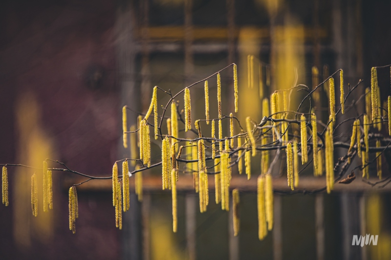 Cykl #ZielnikWesterplatte - Leszczyna pospolita (Corylus avellana L.)