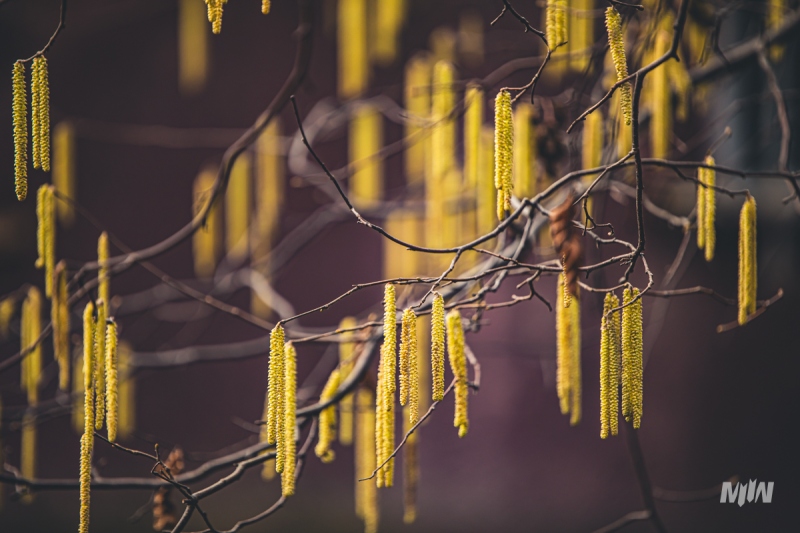 Cykl #ZielnikWesterplatte - Leszczyna pospolita (Corylus avellana L.)
