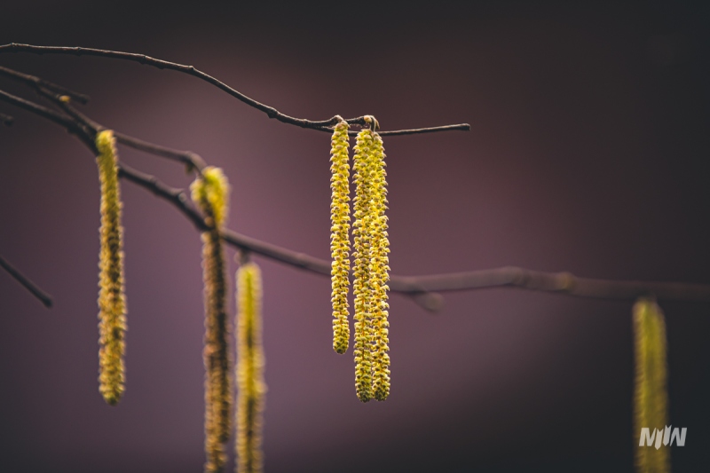 Cykl #ZielnikWesterplatte - Leszczyna pospolita (Corylus avellana L.)