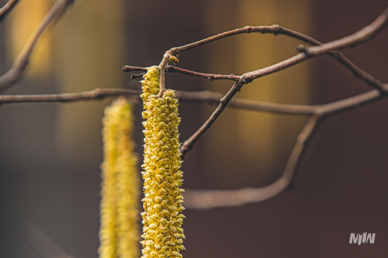 Cykl #ZielnikWesterplatte - Leszczyna pospolita (Corylus avellana L.)