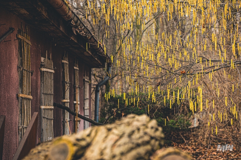 Cykl #ZielnikWesterplatte - Leszczyna pospolita (Corylus avellana L.)