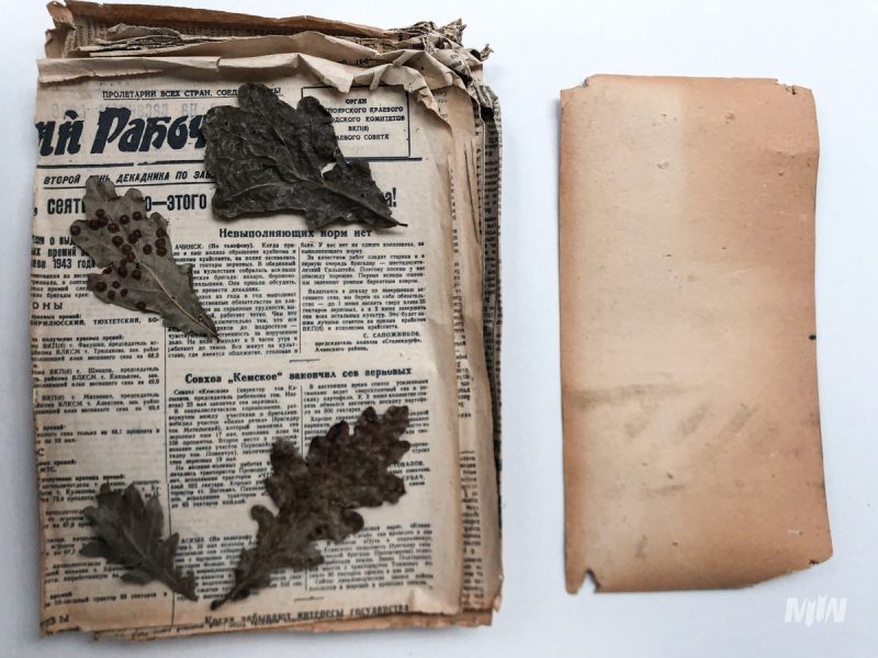 Plik kart zielnika przed konserwacją. Widoczne zagniecenia, uszkodzenia mechaniczne papieru na skutek przechowywania w zbyt małym drewnianym pudełku. Karty brudne, mocno pożółkłe, zakwaszone.