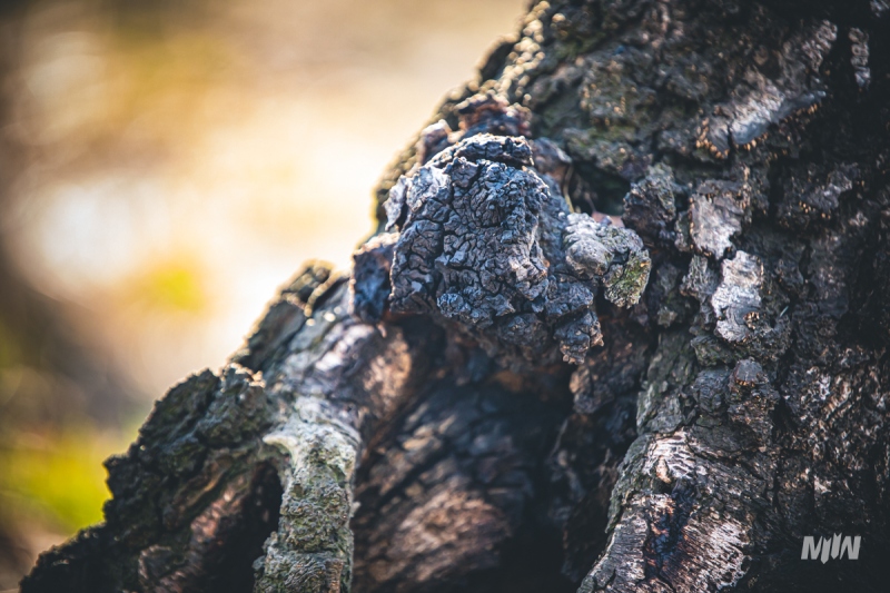 Cykl #ZielnikWesterplatte - Brzoza brodawkowata (Betula pendula Roth)