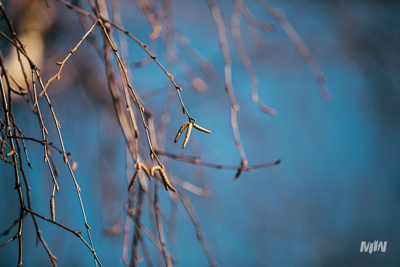 Cykl #ZielnikWesterplatte - Brzoza brodawkowata (Betula pendula Roth)