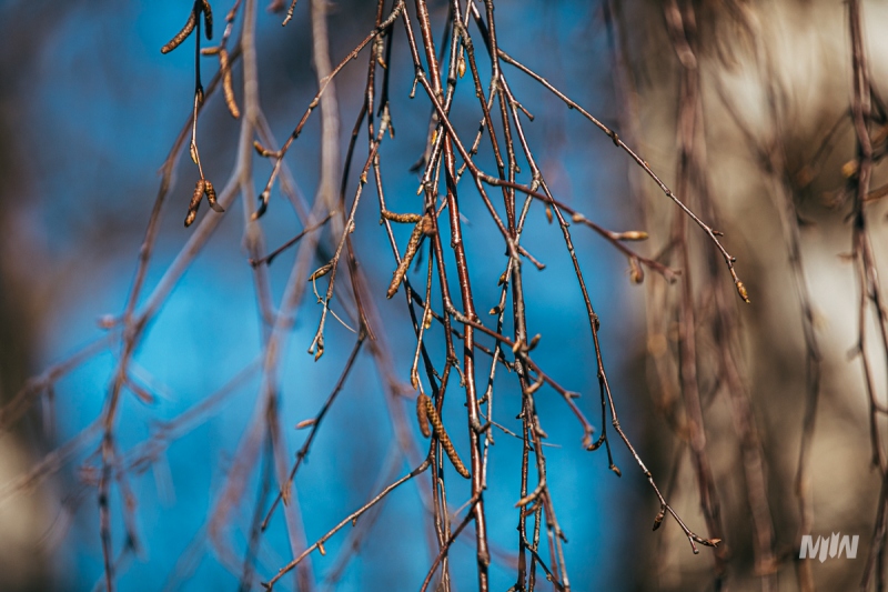 Cykl #ZielnikWesterplatte - Brzoza brodawkowata (Betula pendula Roth)