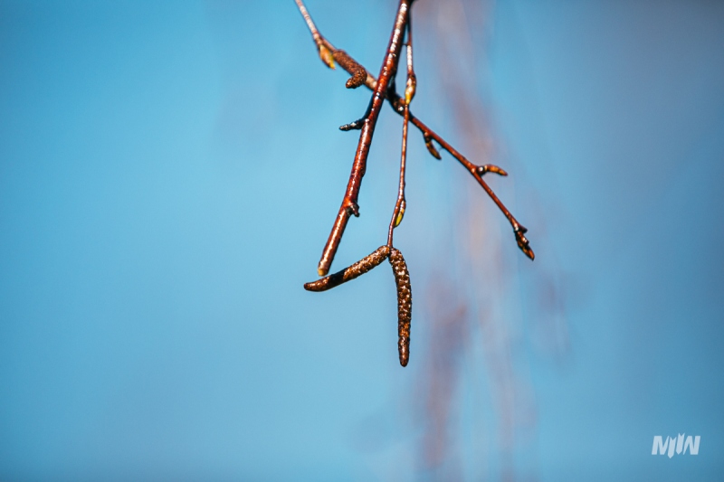 Cykl #ZielnikWesterplatte - Brzoza brodawkowata (Betula pendula Roth)