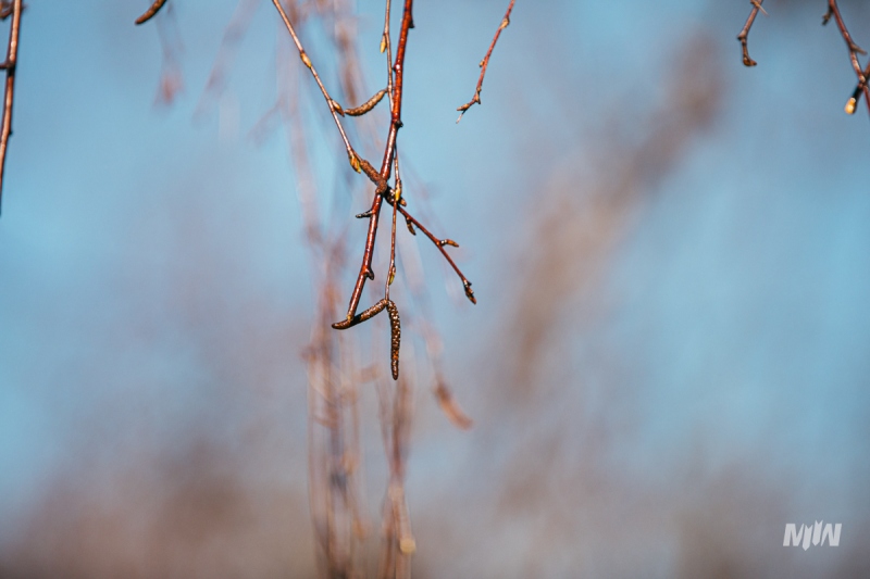 Cykl #ZielnikWesterplatte - Brzoza brodawkowata (Betula pendula Roth)