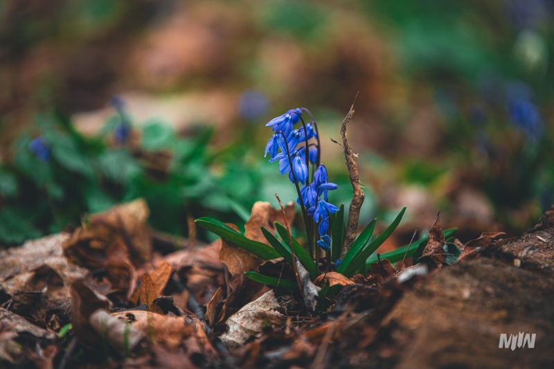 Cykl #ZielnikWesterplatte - Cebulica Syberyjska (Scilla siberica)