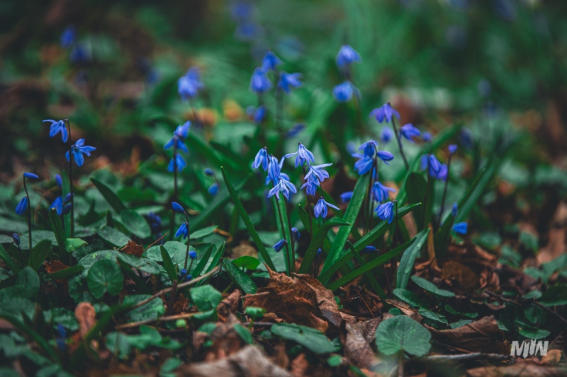 Cykl #ZielnikWesterplatte - Cebulica Syberyjska (Scilla siberica)