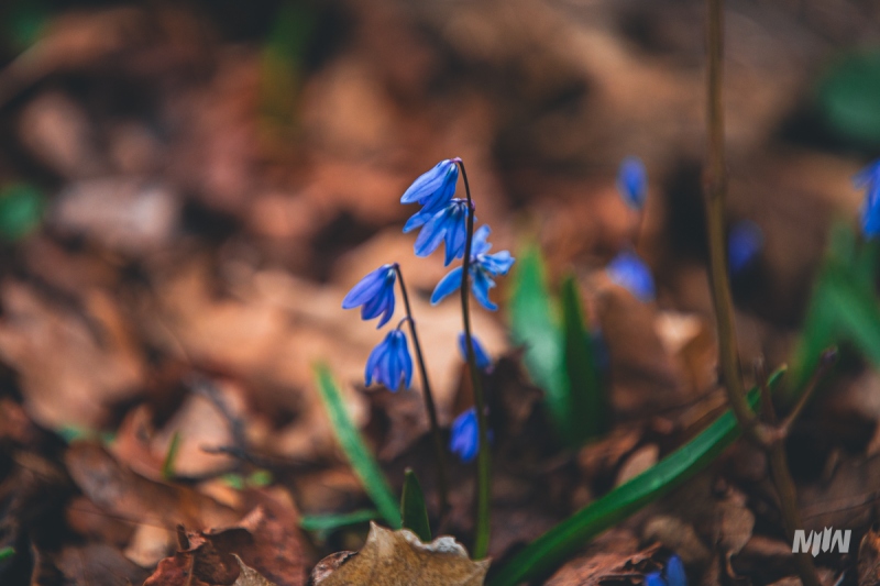 Cykl #ZielnikWesterplatte - Cebulica Syberyjska (Scilla siberica)
