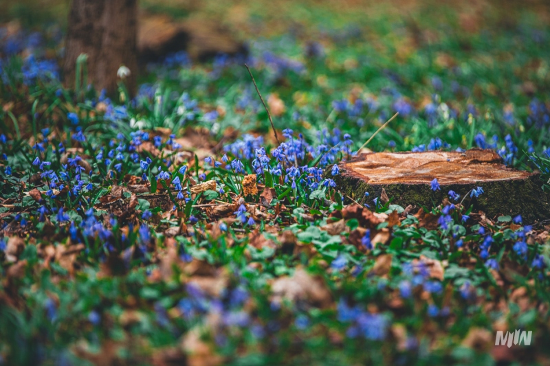 Cykl #ZielnikWesterplatte - Cebulica Syberyjska (Scilla siberica)