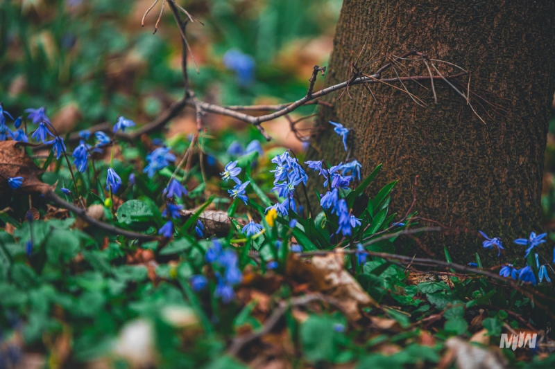 Cykl #ZielnikWesterplatte - Cebulica Syberyjska (Scilla siberica)