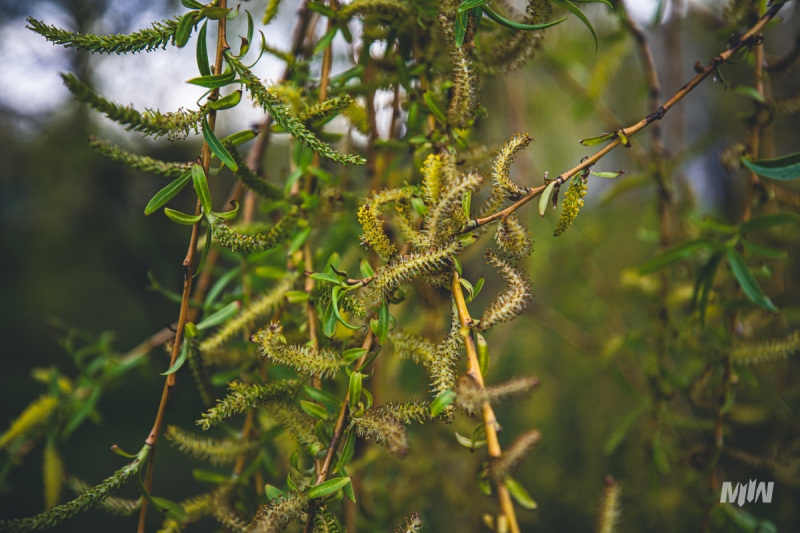 Cykl #ZielnikWesterplatte - Wierzba