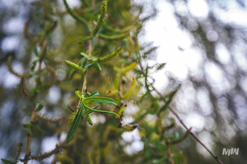 Cykl #ZielnikWesterplatte - Wierzba