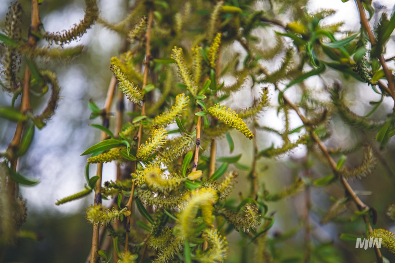 Cykl #ZielnikWesterplatte - Wierzba