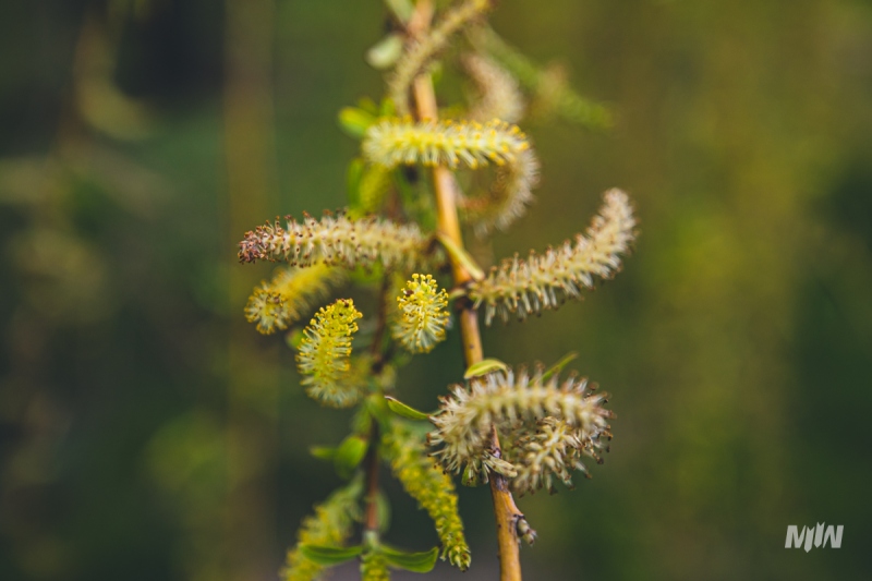 Cykl #ZielnikWesterplatte - Wierzba