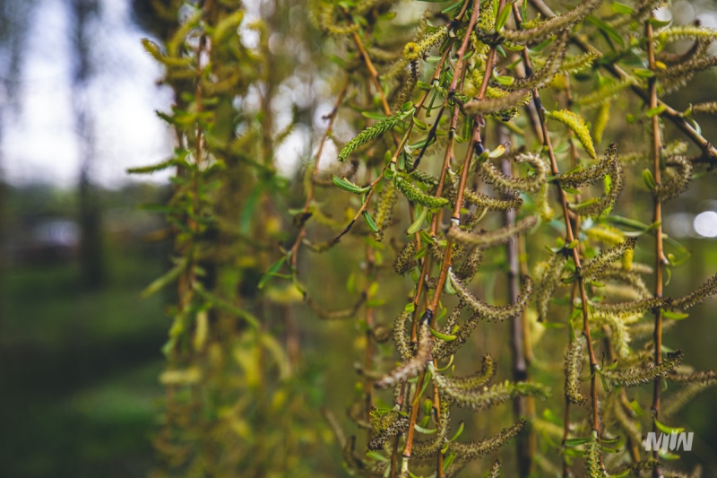 Cykl #ZielnikWesterplatte - Wierzba