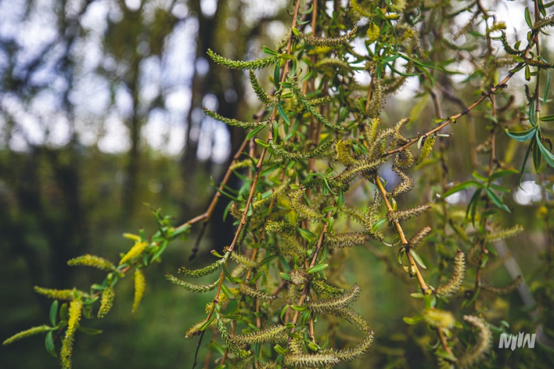 Cykl #ZielnikWesterplatte - Wierzba