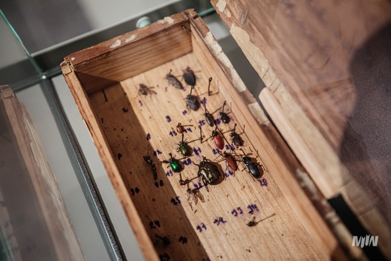 The exhibition “FAUNA. Animals at War and Their People” 