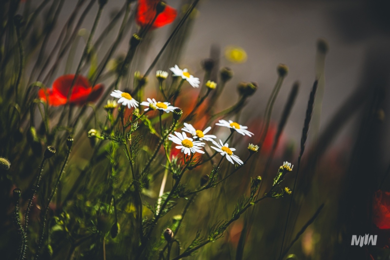 Cykl #ZielnikWesterplatte - Rumian, mak i chaber