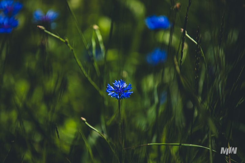 Cykl #ZielnikWesterplatte - Rumian, mak i chaber