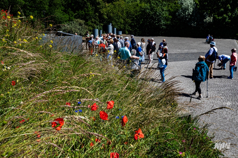 Cykl #ZielnikWesterplatte - Rumian, mak i chaber