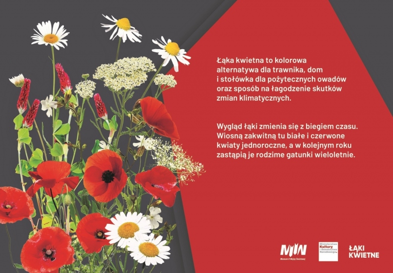 Założenie łąki kwietnej 