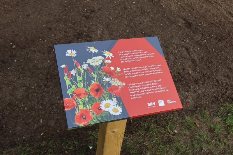 Łąka kwietna założona przy Muzeum II Wojny Światowej!