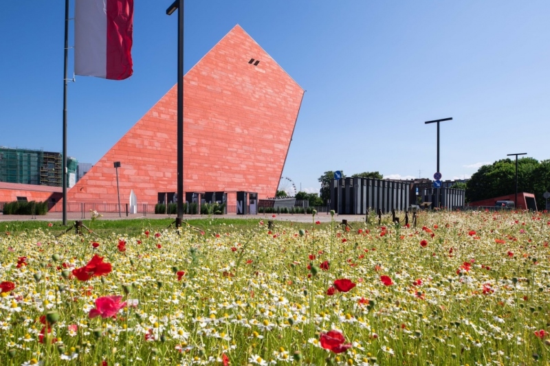 Biało-czerwona łąka kwietna przy siedzibie Muzeum II Wojny Światowej
