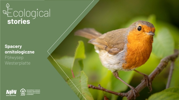 Spacery ornitologiczne po Westerplatte