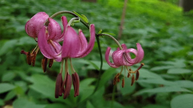 Piękne kwiaty zakwitły na Westerplatte