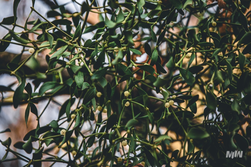 Cykl #ZielnikWesterplatte - Jemioła pospolita (Viscum album)