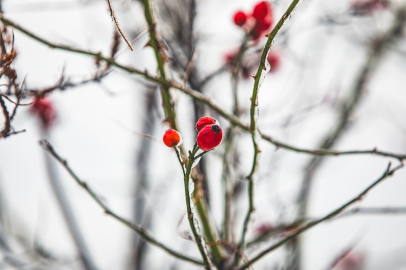 Cykl #ZielnikWesterplatte | Róża dzika