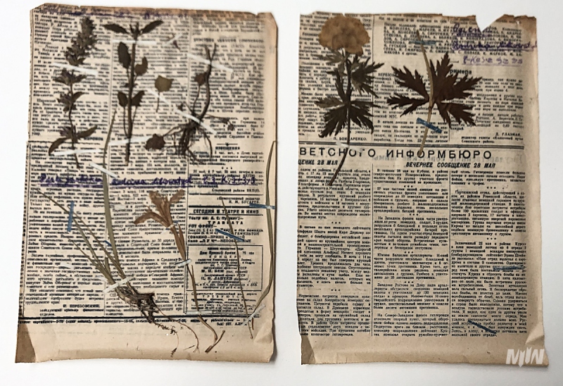 Cykl #ZobaczKonserwacjeMIIWŚ - ususzone rośliny i fragmenty gazet lub ulotek prezentowane na wystawie czasowej "Las"