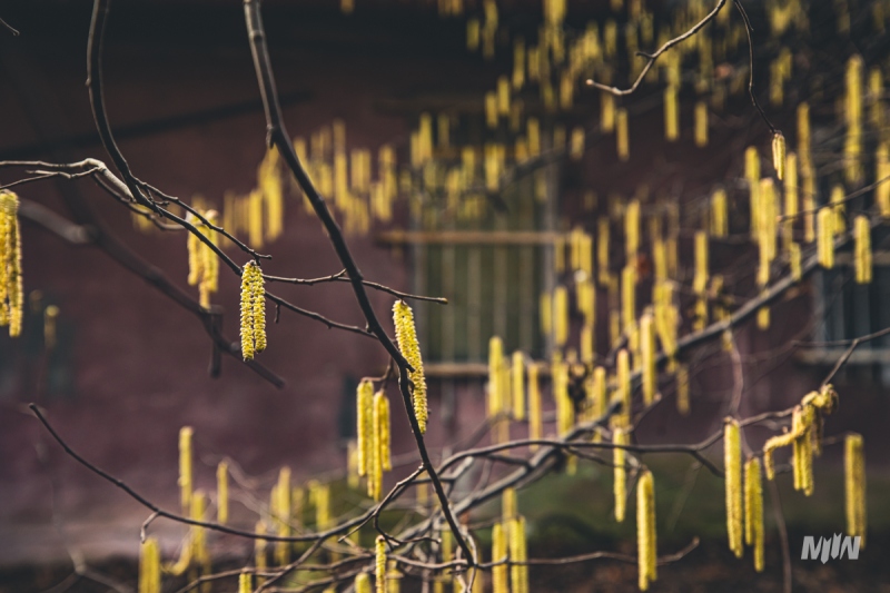 Cykl #ZielnikWesterplatte - Leszczyna pospolita (Corylus avellana L.)