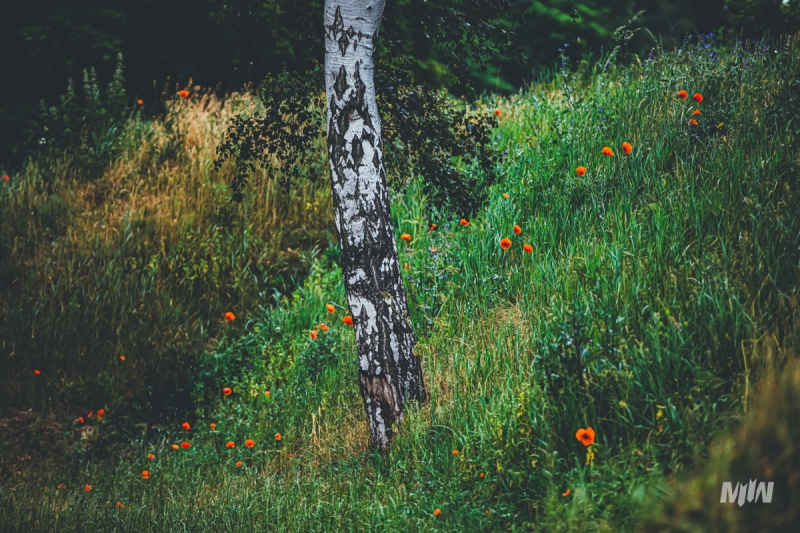 Cykl #ZielnikWesterplatte - Brzoza brodawkowata (Betula pendula Roth)