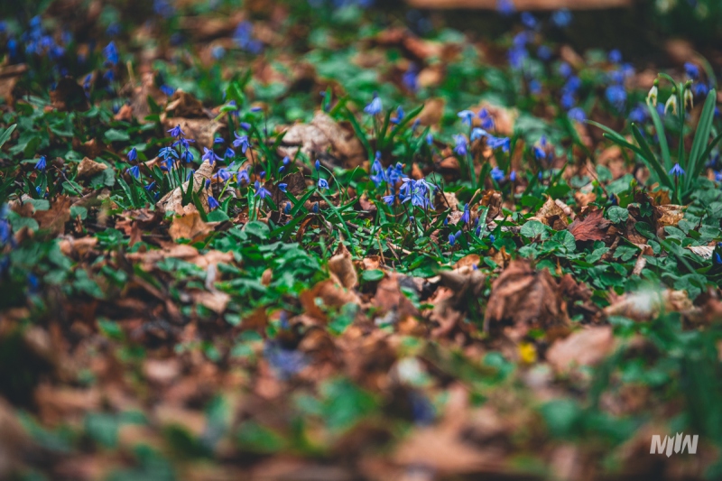 Cykl #ZielnikWesterplatte - Cebulica Syberyjska (Scilla siberica)