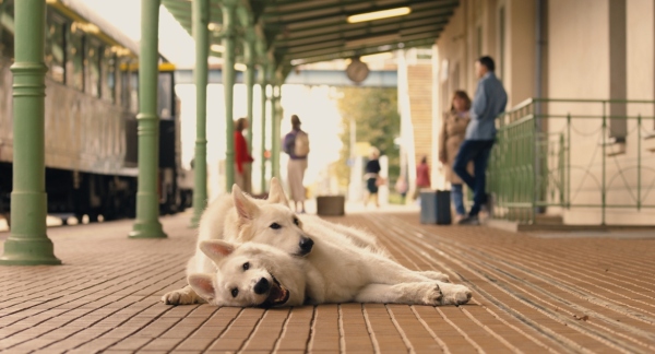 O PSIE, KTÓRY JEŹDZIŁ KOLEJĄ 2